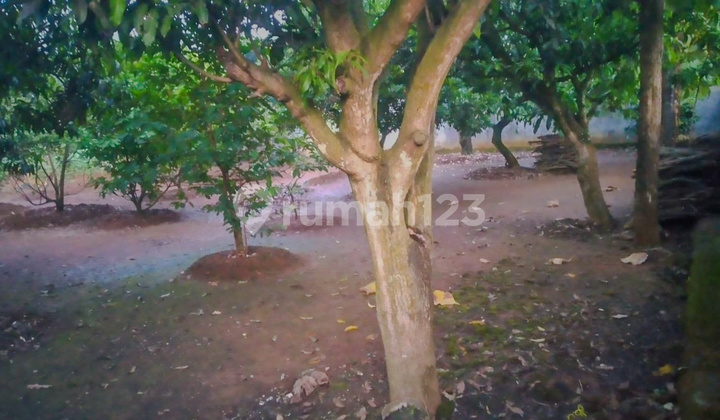 Tanah 1000m2 di Tasikmadu, Karanganyar, dekat Tawangmangu & Solo