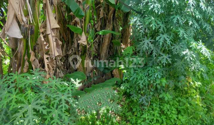 Tanah dalam kompleks Serua Ciputat, akses mudah Bintaro, BSD City Tanah dalam kompleks Serua Ciputat, akses mudah Bintaro, BSD City