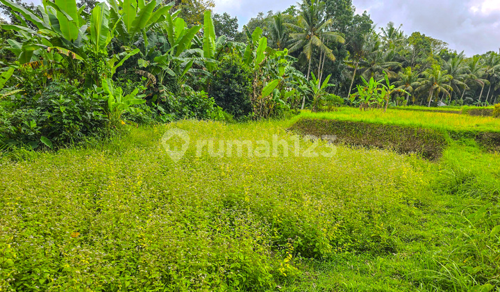 Tanah di Tegallalang Ubud Bali Akses Mudah ke Sanur Canggu Renon