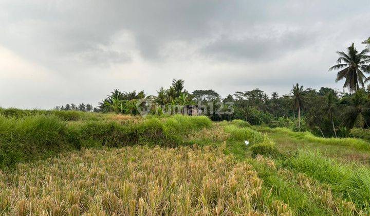 Disewakan Tanah Luas 20 Are View Sawah Lokasi Singapadu 2