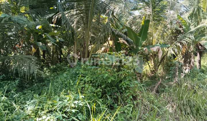 Lodtunduh Ubud Tanah Disewakan Luas !.200 m2 2