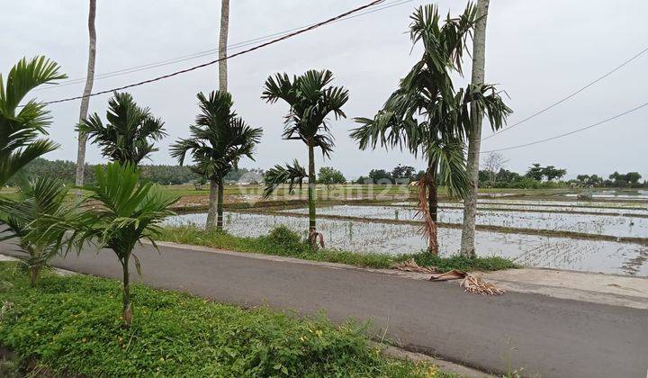 Dijual Tanah 200 Meter Ke Pantai Pulukan Jembrana Luas 28 Are 2