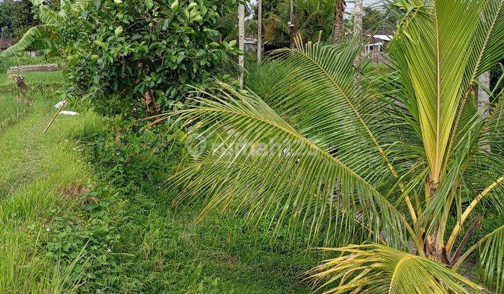 Disewakan Tanah Ubud Tegallalang Luas 10 Are View Sawah 2