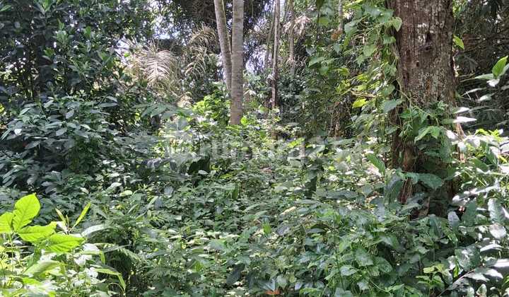 Ubud Singapadu River View Land Lease 2300 M2 Ubud Singapadu River View Land Lease 2300 M2
