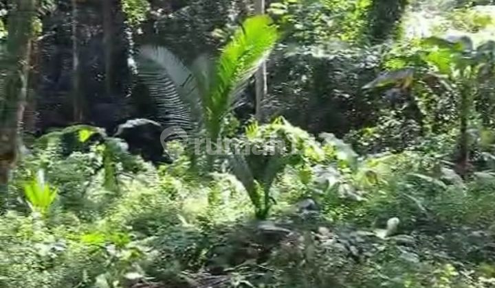 Ubud Valley Jungle View Land Lease 2500 Ubud Gianyar Ubud Valley Jungle View Land Lease 2500 Ubud Gianyar