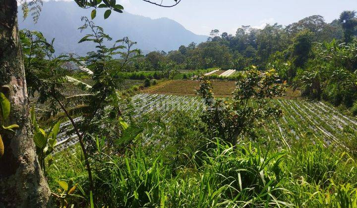 Dijual Tanah View Lembah Di Pancasari Buleleng Luas 1.000 Are 1