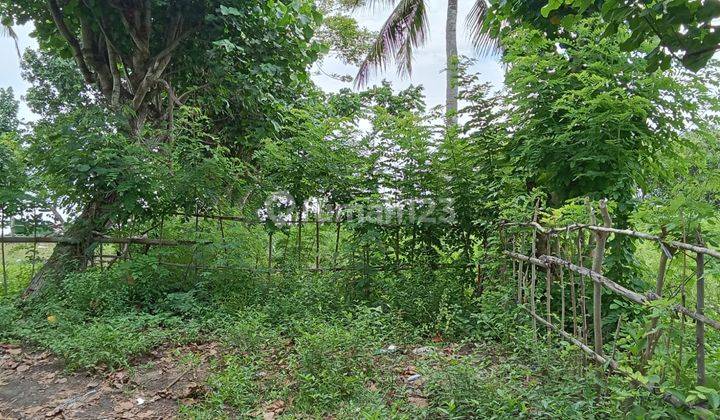 Dijual Tanah Los Pantai Melaya Jembrana Luas 38 Are 2