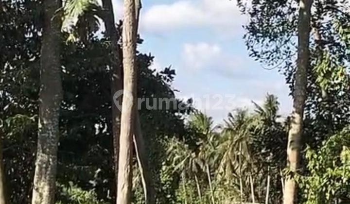 Tanah Untuk Disewa Dekat Sawah Ubud Pemandangan Sawah 1400 m2 Tanah Untuk Disewa Dekat Sawah Ubud Pemandangan Sawah 1400 m2