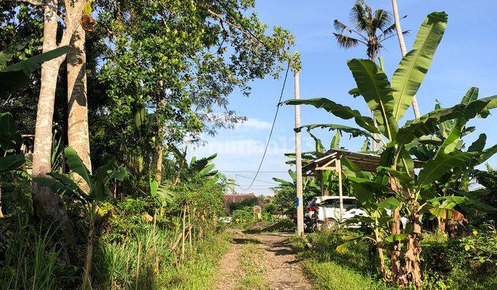 Tanah Disewakan View Hutan di Pejeng Ubud 1