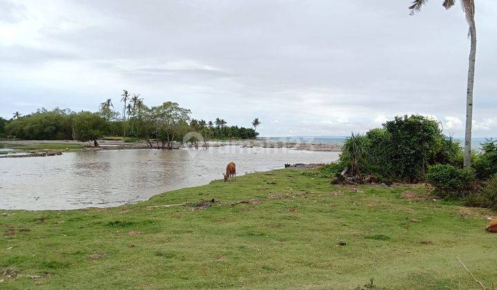 Tanah Los Pantai Dijual Luas 12500 m2 di Melaya Jembrana  2
