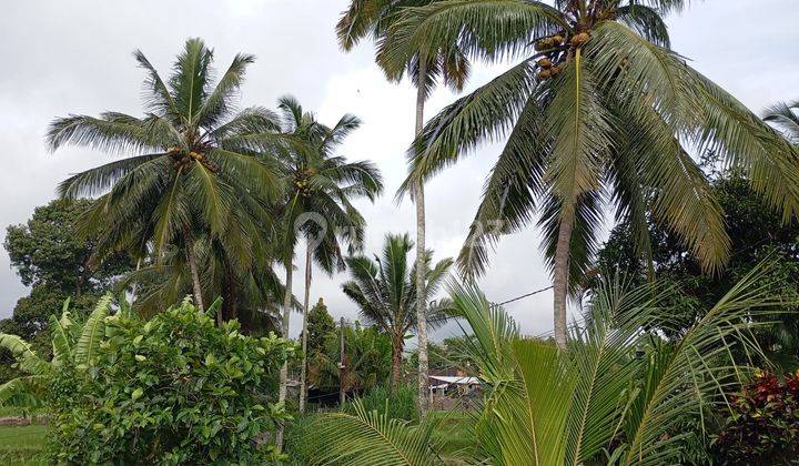 Disewakan Tanah Ubud Tegallalang Luas 10 Are View Sawah 1