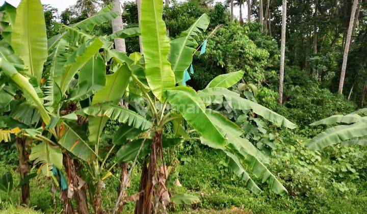 Disewakan Tanah Luas 11 Are View Sawah Ubud Bedulu 2