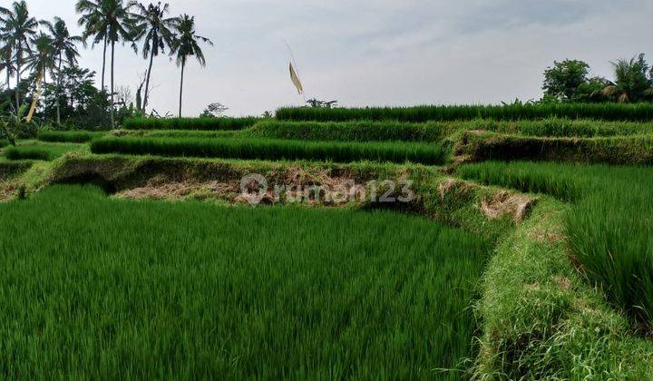 Disewakan Tanah Luas 11 Are View Sawah Ubud Bedulu 1