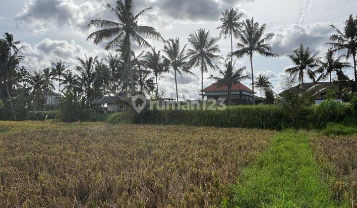 Disewakan Tanah Luas 9 Are View Sawah Lokasi Pejeng 2