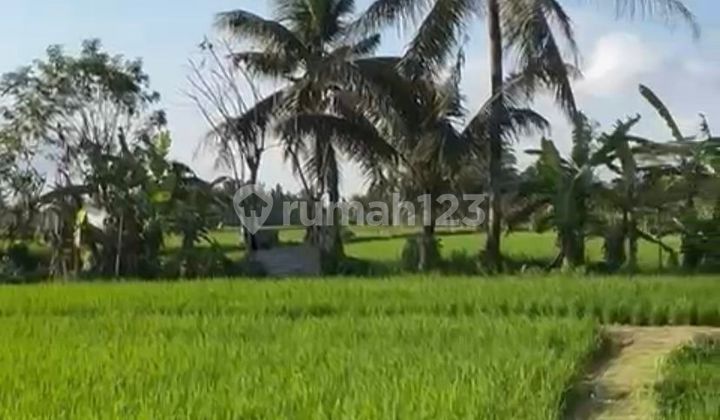 Land For Lease  Singapadu Ubud Gianyar Rice Field View 1500 m2