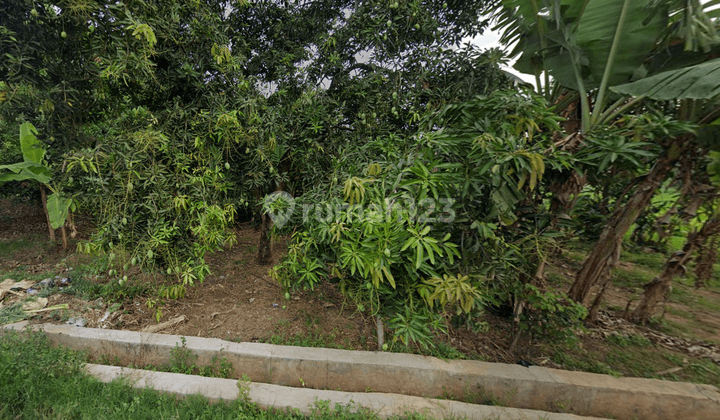 Kebun Mangga Produktif Harga Murah di Palasah Gantar Indramayu 2