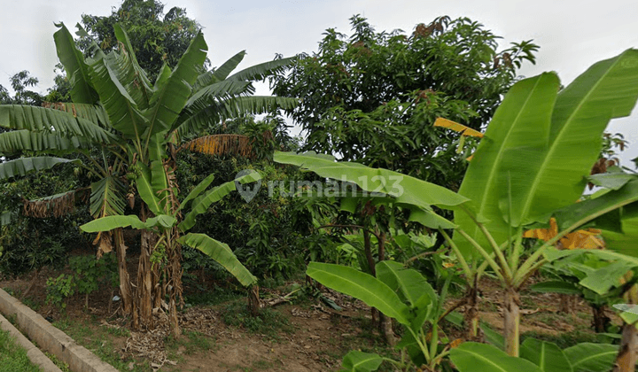 Kebun Mangga Produktif Harga Murah Gantar Blok Maja Indramayu 2