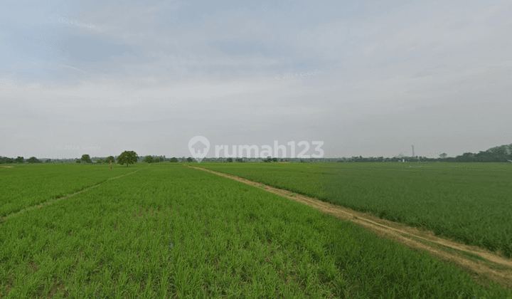 Tanah Sawah Produktif Murah Di Tanjung Garut Gantar Indramayu 2