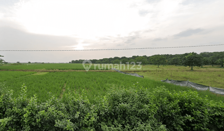 Tanah Sawah Produktif Harga Murah Di Palasah Gantar Indramayu 1