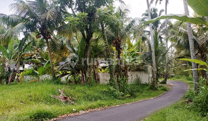 Must Deal. Cheap Land for Rent Near Ubud.