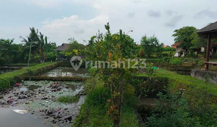 Di Jual Tanah Premium Zona.perumahan di Kemenuh Ubud Di Jual Tanah Premium Zona.perumahan di Kemenuh Ubud