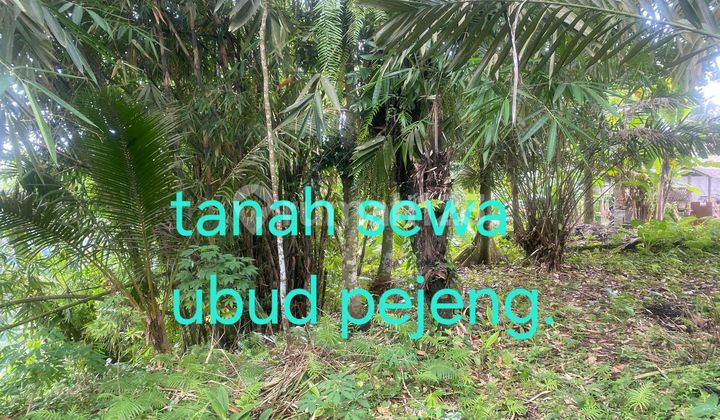 Land For Sale 14 Are _ In Pejeng_ Near Ubud
