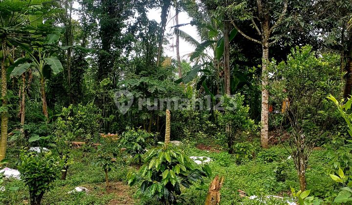 Tanah Murah Pingginr Jalan. Tanah Murah Pingginr Jalan.