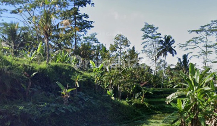 For Rent Beautiful and Strategic Land Near Ubud