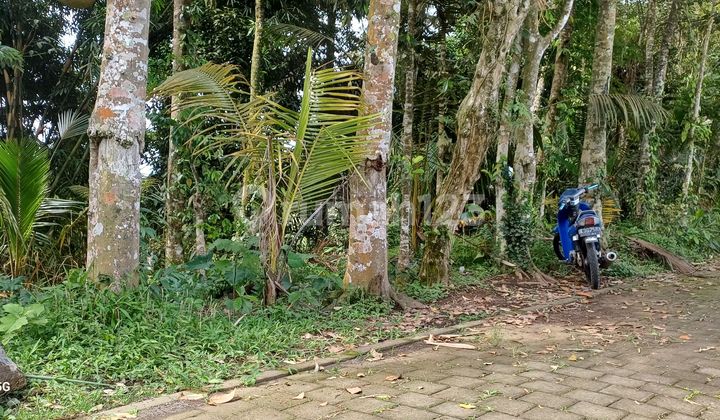 Cheap Land for Rent Near Ubud with Views of Rice Fields, Mountains, and Forests.