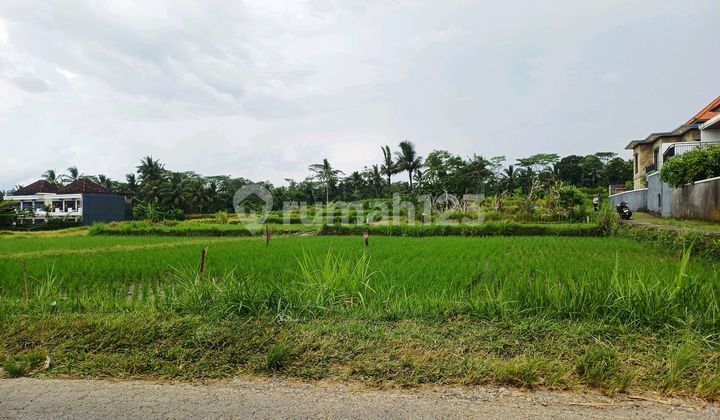 Di.jual.tanah Murah Dipejeng Dekat Ubud