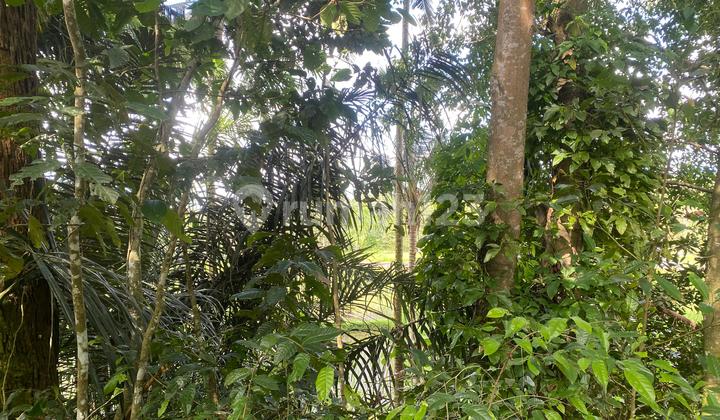 Rice Field View Leasehold Land 10 Minutes to Ubud City Rice Field View Leasehold Land 10 Minutes to Ubud City