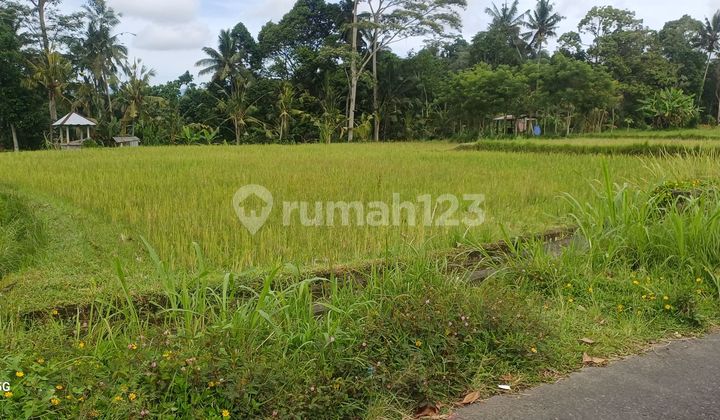 Jual Tanah Murah Di Tampaksiring.20 Menit Ke Ubud
