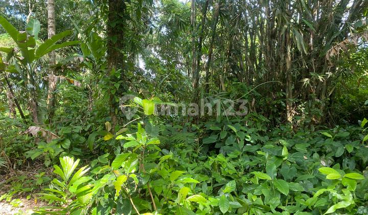 Rice Field View Leasehold Land 10 Minutes to Ubud City Rice Field View Leasehold Land 10 Minutes to Ubud City