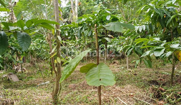 Land For Rent.view Pekerisan.river.15 Minutes To Ubud Land For Rent.view Pekerisan.river.15 Minutes To Ubud