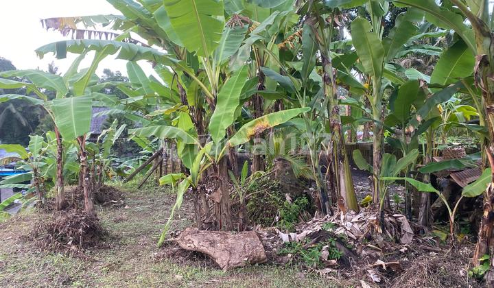 For Rent 16 Ares in ******** Kuning