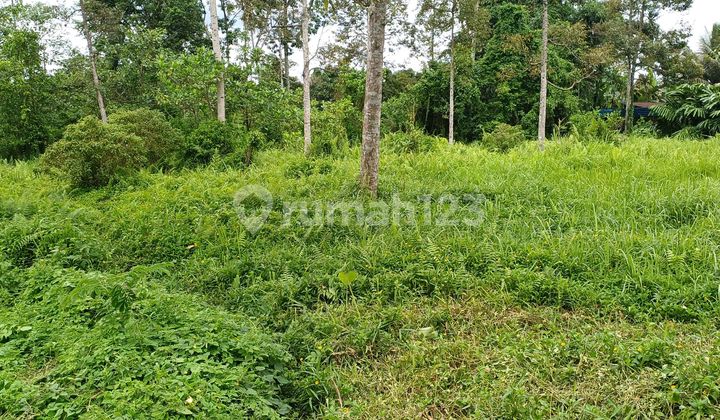 Leased Land. view Forest and Rice Fields25 Minutes to Ubud Leased Land. view Forest and Rice Fields25 Minutes to Ubud