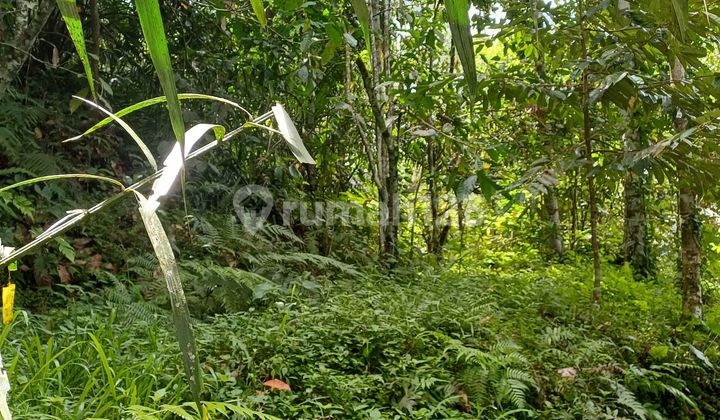 Land for Rent. Roadside in Ubud Pejeng. Land for Rent. Roadside in Ubud Pejeng.