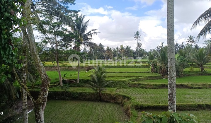 Di Jual Tanah Murah 10 Are View Sawah Dekat Ke Ubud Di Jual Tanah Murah 10 Are View Sawah Dekat Ke Ubud