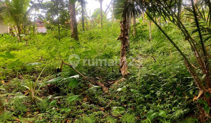 Land For Sale 14 Are _ In Pejeng_ Near Ubud