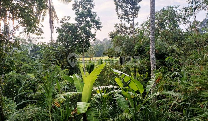 Must Deal. Cheap Land for Rent Near Ubud.