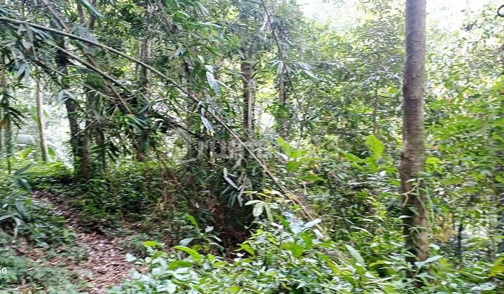 Tanah Sewa Murah.20 Menit Ke Ubud.kota Zona Coklat Tanah Sewa Murah.20 Menit Ke Ubud.kota Zona Coklat