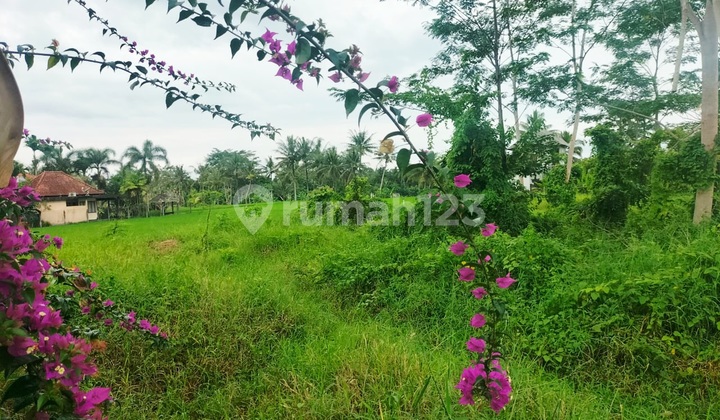 Di Jual Tanah Strategis 16 Aredi Ubud Di Jual Tanah Strategis 16 Aredi Ubud
