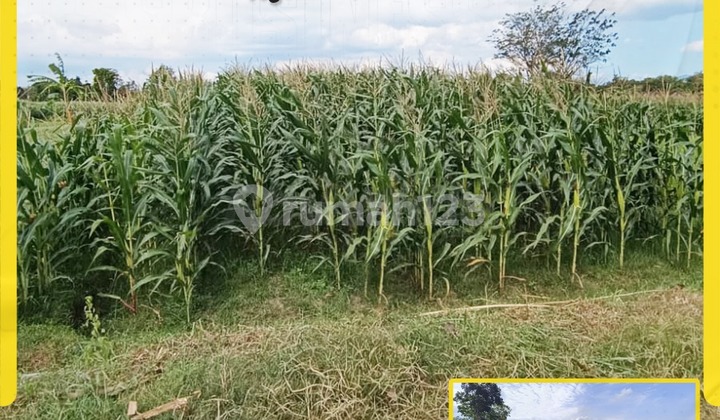 Tanah Sawah Aktif Dijual di Jogonalan Klaten