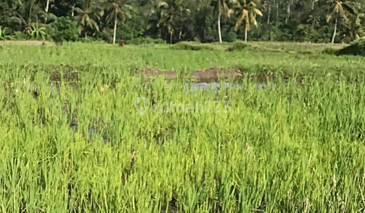 TOP URGENT DI JUAL TANAH VIEW SAWAH LOKASI TEGALLALANG UBUD GIANYAR 2