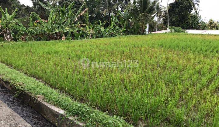 TOP URGENT DI JUAL TANAH VIEW SAWAH LOKASI TEGALLALANG UBUD GIANYAR 2