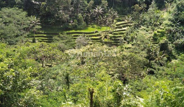 TOP URGENT FOR SALE LAND LOCATION SANDING TAMPAKSIRING UBUD GIANYAR 1