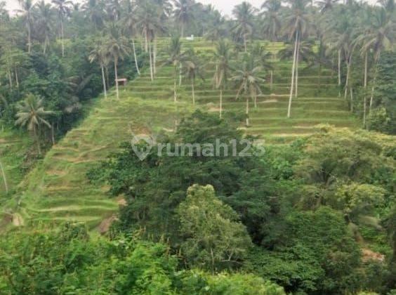 TOP URGENT LAND FOR SALE LOSS RIVER VIEW RICE POWDER LOCATION TEGALLALANG UBUD GIANYAR 1