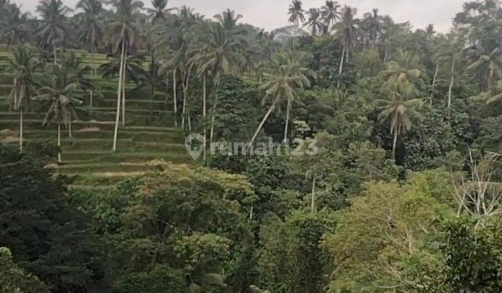 TOP URGENT LAND FOR SALE LOSS RIVER VIEW RICE POWDER LOCATION TEGALLALANG UBUD GIANYAR 2