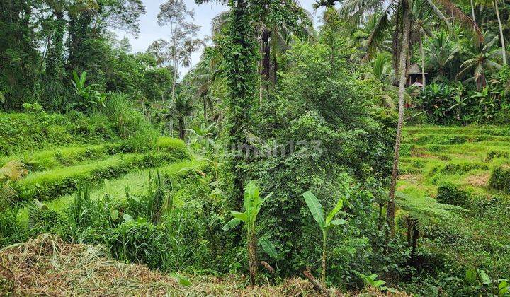 TOP URGENT LAND FOR SALE LOSS RIVER VIEW RICE POWDER LOCATION TEGALLALANG UBUD GIANYAR 2