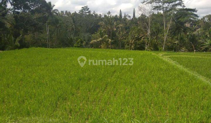 TOP URGENT LAND FOR SALE LOSS RIVER VIEW RICE POWDER LOCATION TEGALLALANG UBUD GIANYAR
 2